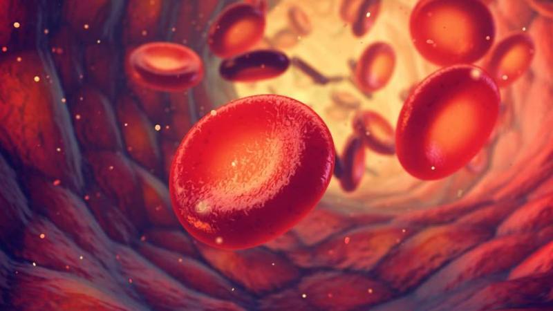 Red blood cells in vasculature stock photo