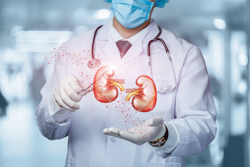 Doctor with kidneys stock photo