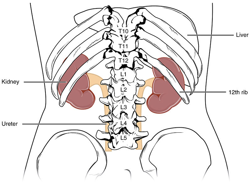 A line drawing of the abdomen with kidneys and ureters highlighted