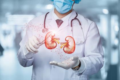 Doctor wit kidneys stock photo